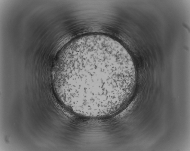 X0000097780977200804041210