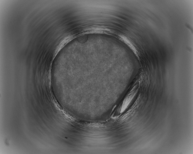 X0000097780994200804041210