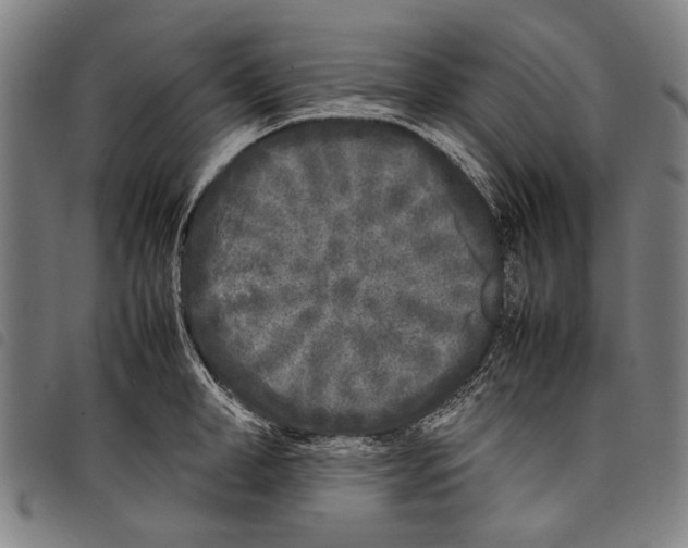 X0000097780998200804041210