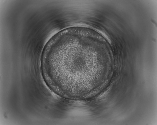 X0000097781007200804041210