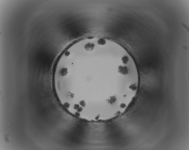 X0000097790836200803070933