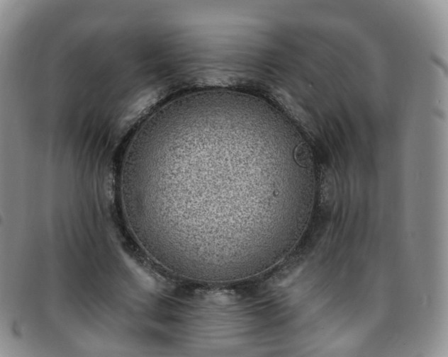 X0000097790683200803141829