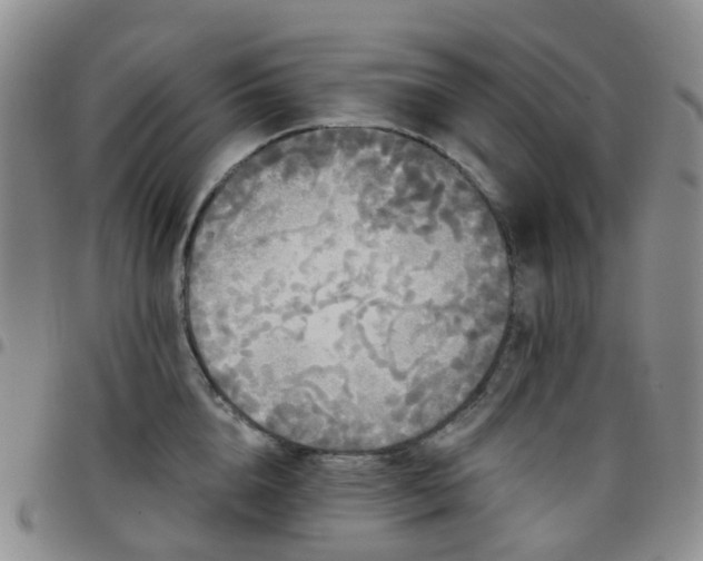 X0000097790856200803141827
