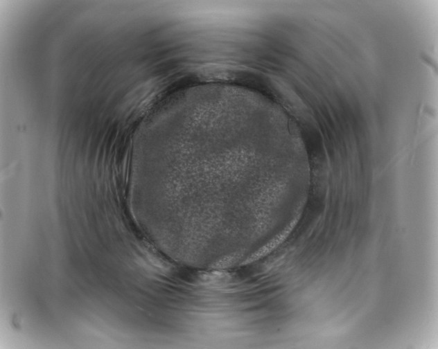 X0000097790125200803211829