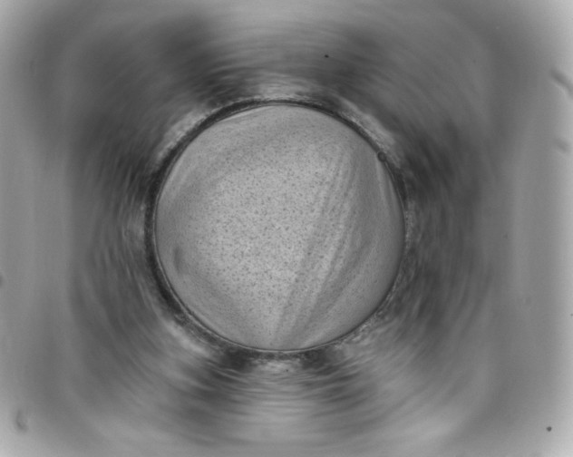 X0000097790155200803211828