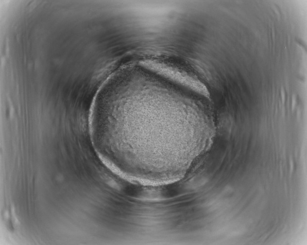 X0000097790335200803211826