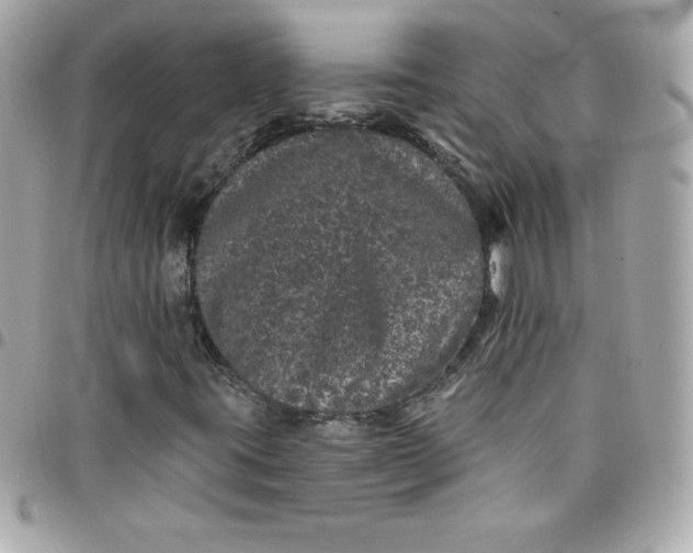 X0000097791395200803211810