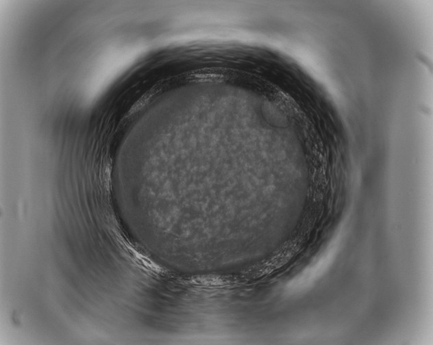 X0000097790194200803281730