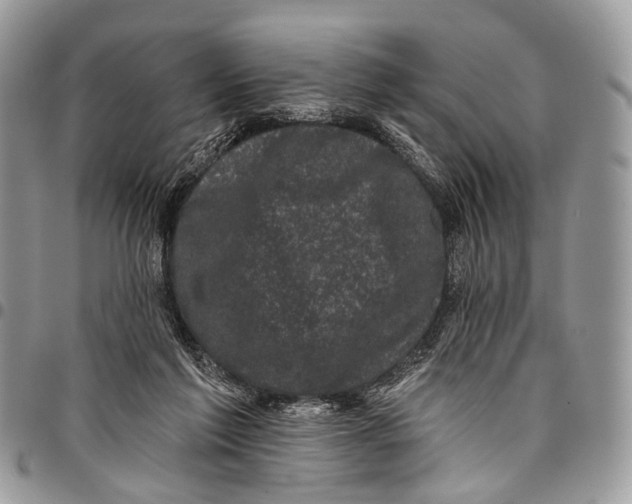 X0000097790213200803281730