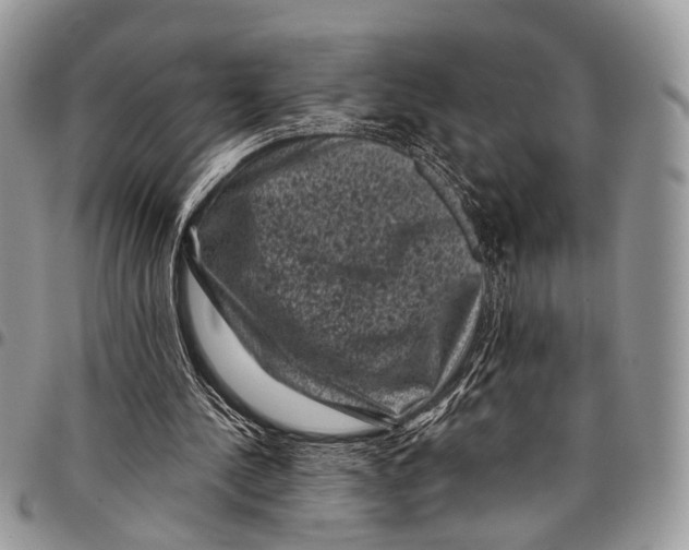 X0000097790244200803281729