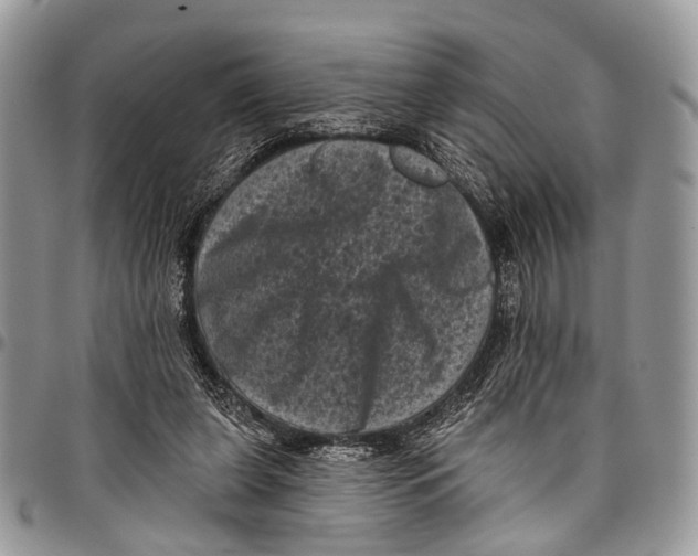X0000097790255200803281729