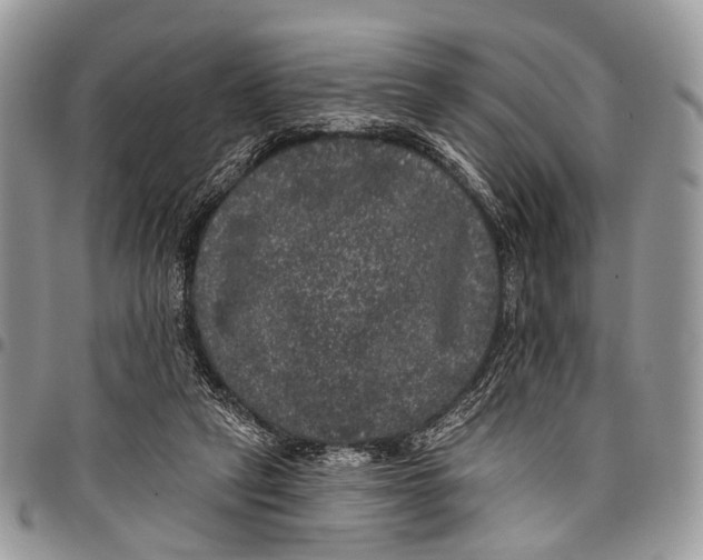X0000097790257200803281729