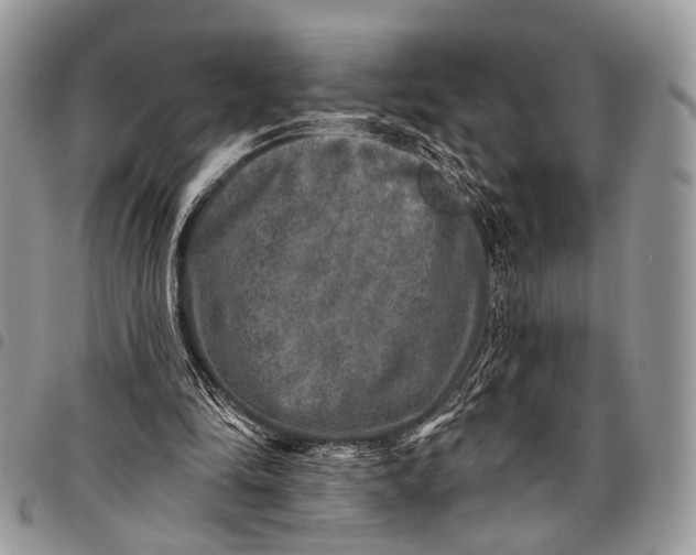 X0000097790294200803281729