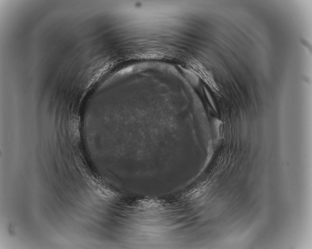 X0000097790300200803281729