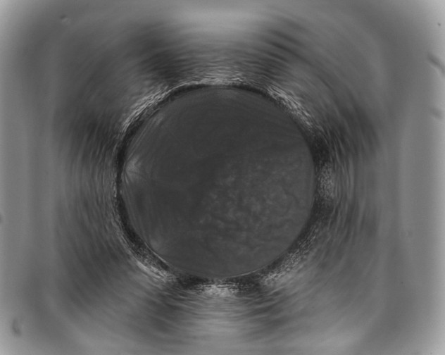 X0000097790303200803281729