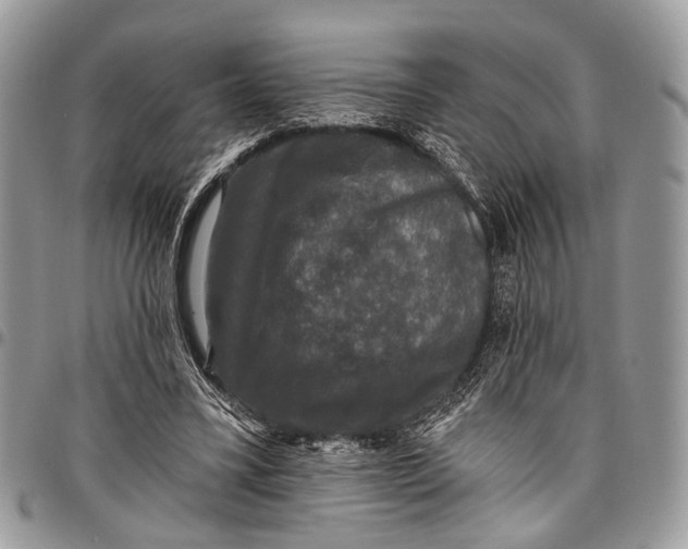 X0000097790395200803281728