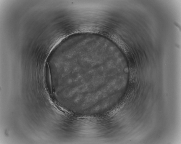 X0000097790580200803281725