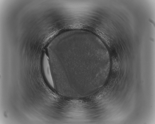 X0000097790681200803281724