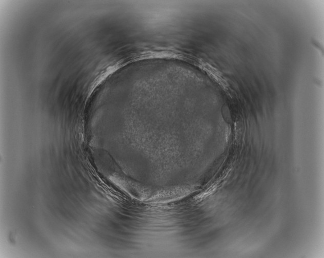 X0000097791165200803281717