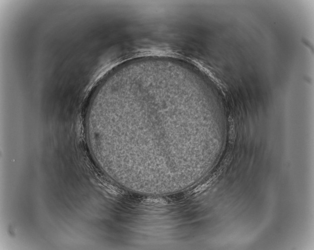 X0000097791215200803281716