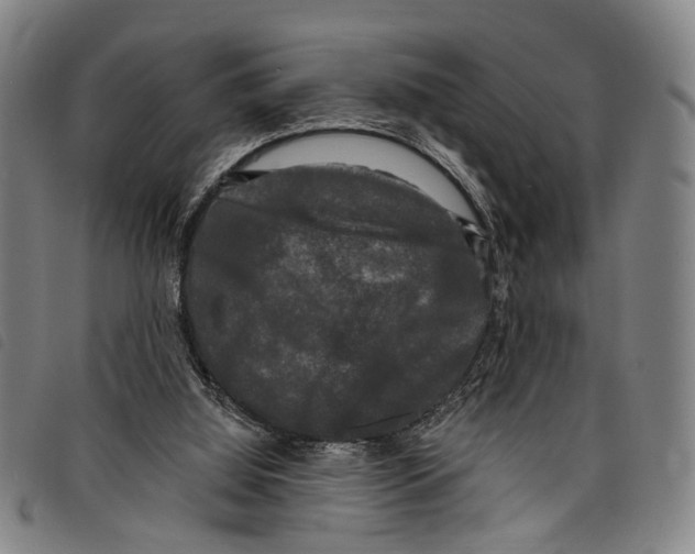 X0000097790060200804041245