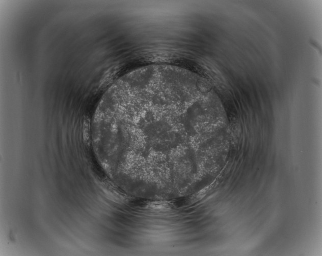 X0000097790175200804041244