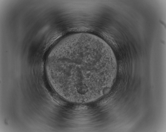 X0000097790206200804041243