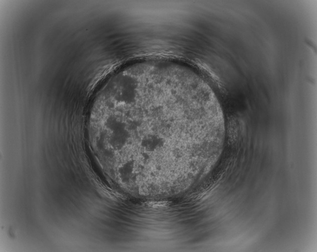 X0000097790495200804041239