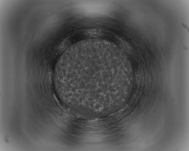 X0000097790757200804041235
