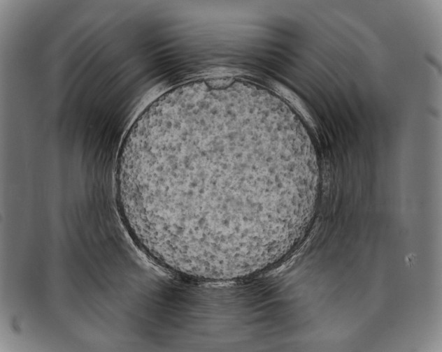 X0000097790810200804041234