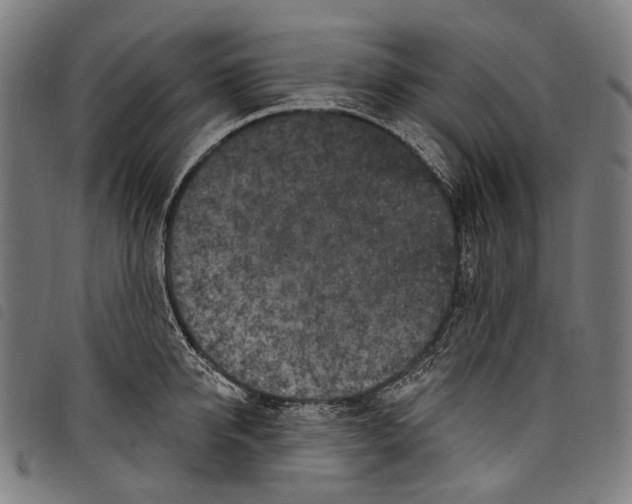 X0000097790950200804041233
