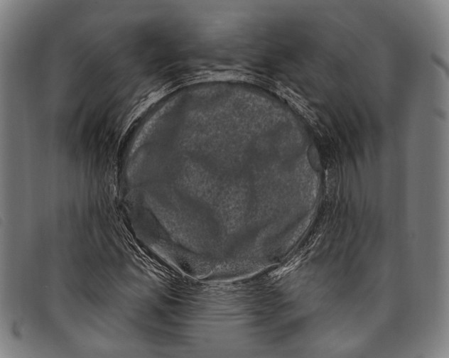 X0000097791165200804041229