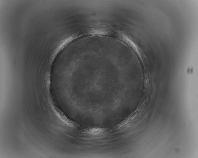 X0000097800059200803141103