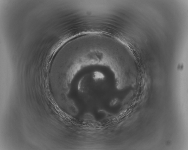 X0000097800337200803141059