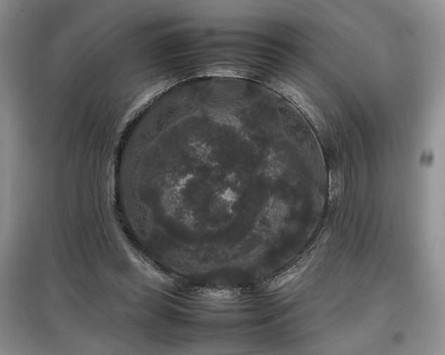 X0000097800349200803141059