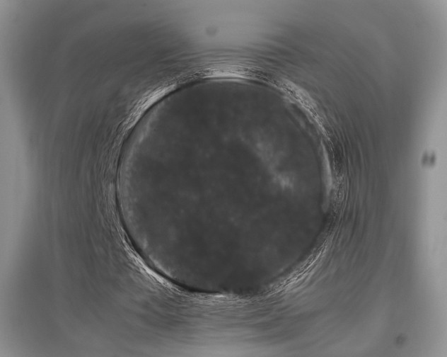 X0000097800385200803141059