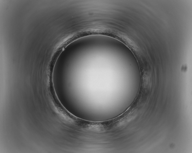 X0000097800446200803141057