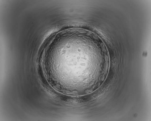 X0000097800679200803141054