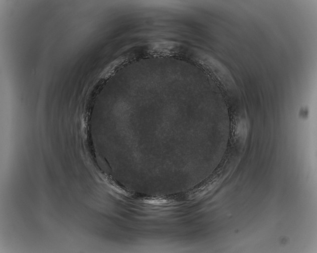 X0000097800759200803141053