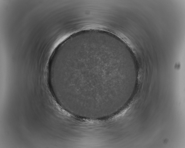 X0000097800877200803141051