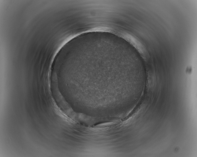 X0000097801276200803141046