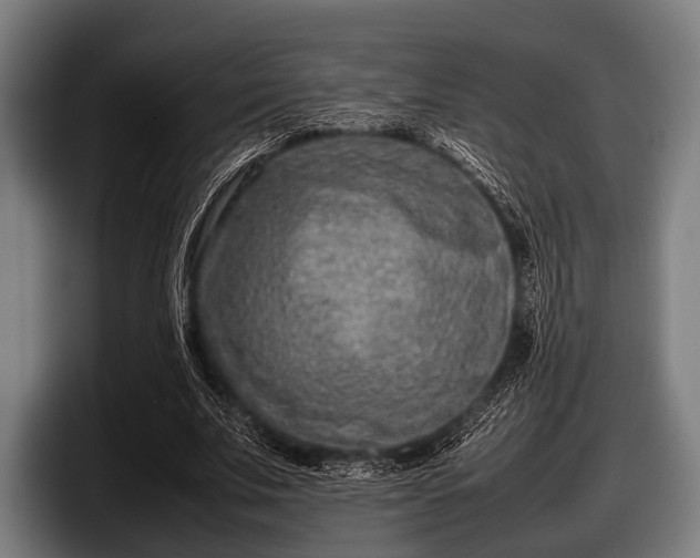 X0000097800679200803201358