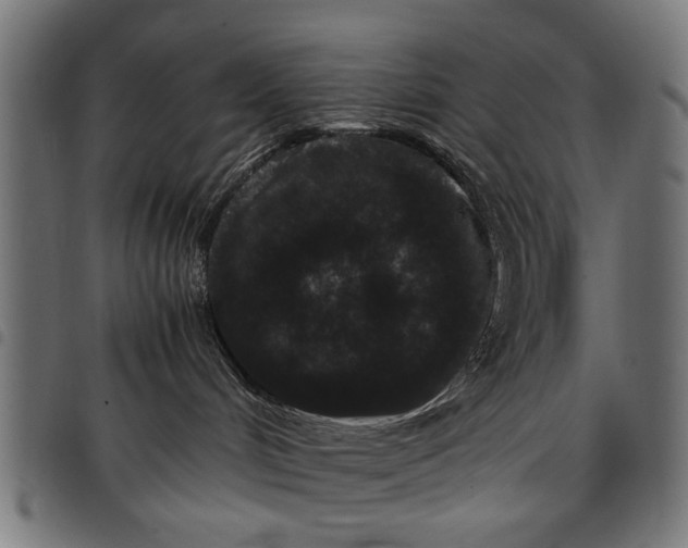 X0000097800048200803281045