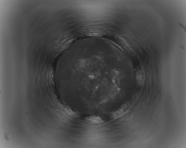 X0000097800322200803281041