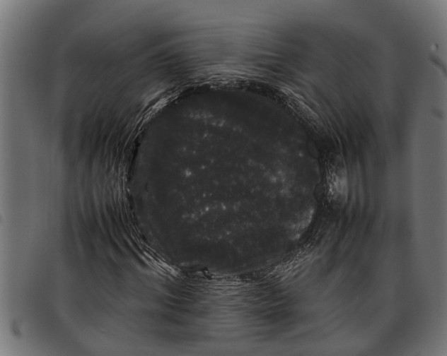 X0000097800964200803281031