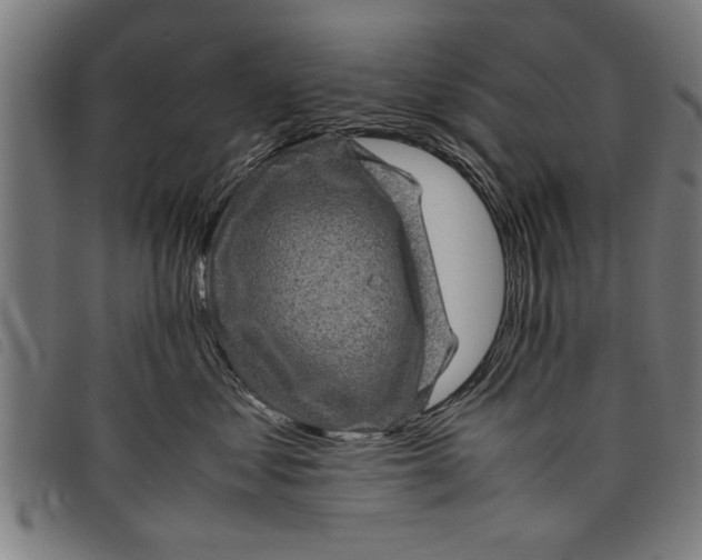 X0000097800621200804041315