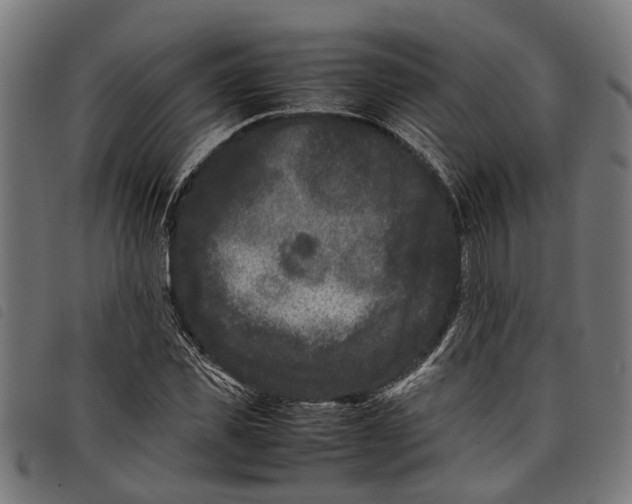 X0000097800925200804041311