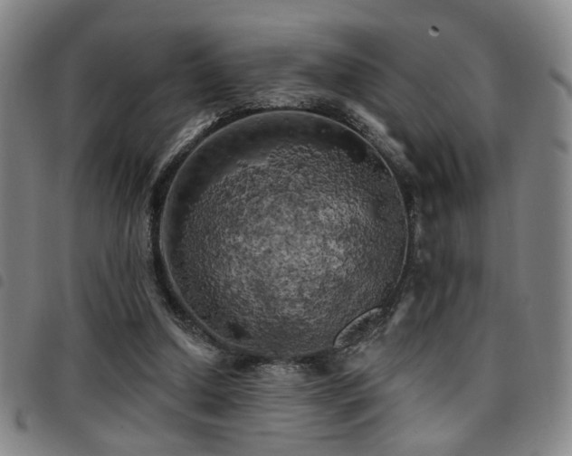 X0000097810250200803141125