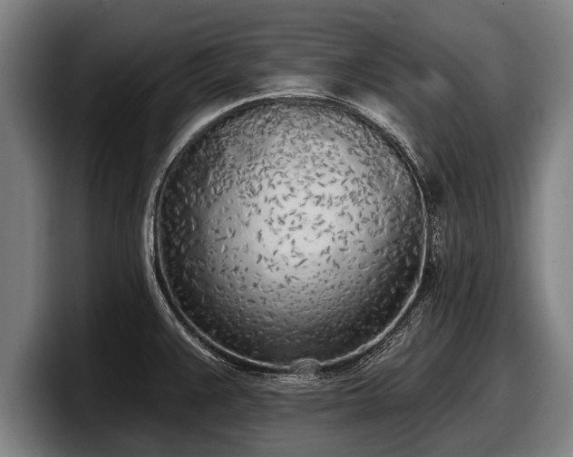 X0000097811383200803201409