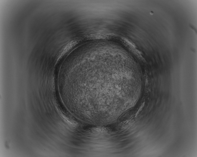 X0000097810250200803281105